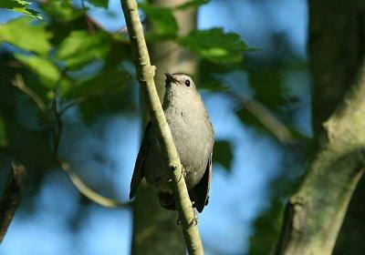 IMG_0266_1_Gray CatBird.jpg