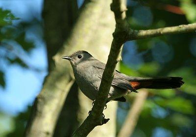 IMG_0269_1_Gray CatBird.jpg
