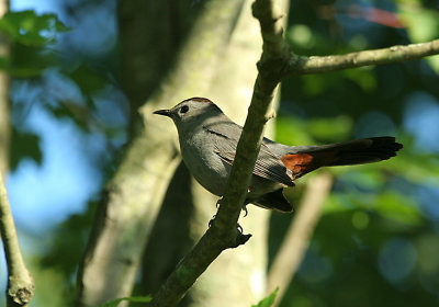 IMG_0275_1_Gray CatBird.jpg
