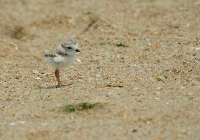 IMG_7785_1 Piping Ploverjuvenile.jpg