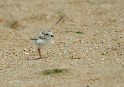 IMG_7786_1 Piping Ploverjuvenile.jpg