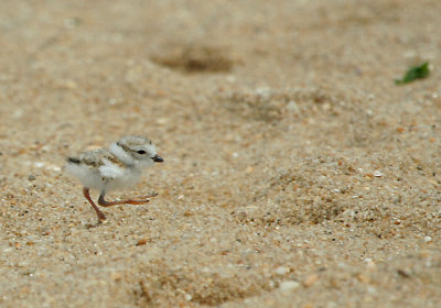 IMG_7788_1 Piping Ploverjuvenile.jpg