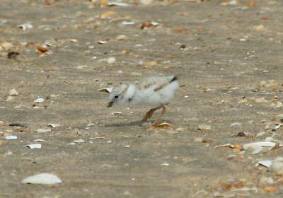 IMG_7728_1 Piping Plover juvenile.jpg