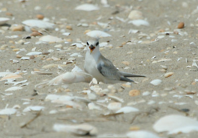 IMG_7730_1 Least Ternjuvenile.jpg