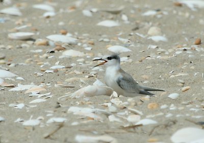 IMG_7733_1 Least Ternjuvenile.jpg