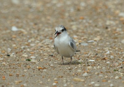 IMG_7761_1 Least Ternjuvenile.jpg
