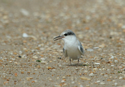 IMG_7763_1 Least Ternjuvenile.jpg