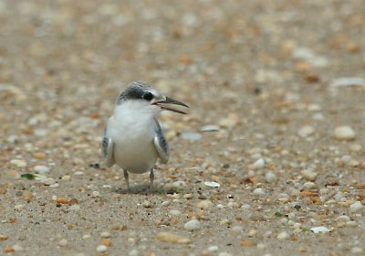 IMG_7768_1 least ternjuvenile.jpg