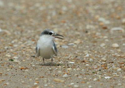 IMG_7769_1 Least Ternjuvenile.jpg