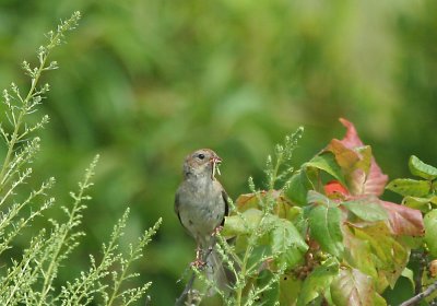 IMG_7702_1 American Tree Sparrow.jpg
