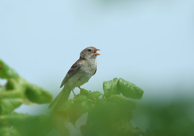 IMG_7705_1 American Tree Sparrow.jpg