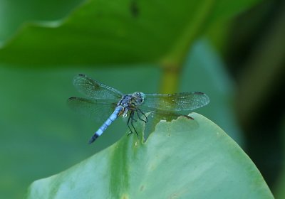 IMG_0116_1 Dragonfly.jpg