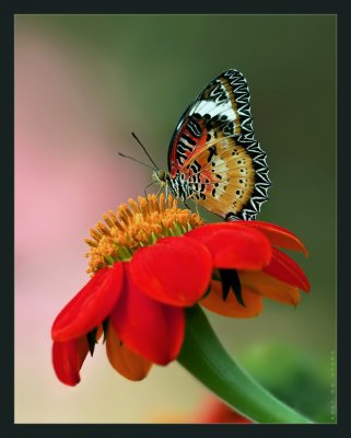 Leopard Lacewing