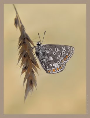 Sunset butterfly