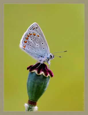 Common Blue