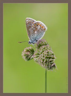 Common Blue