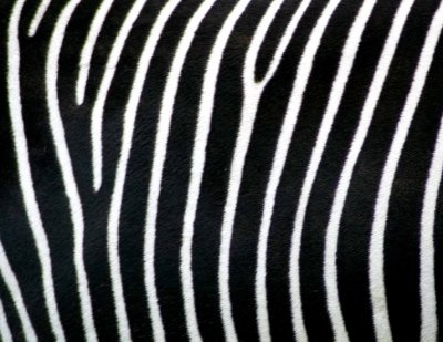 zebra barcode