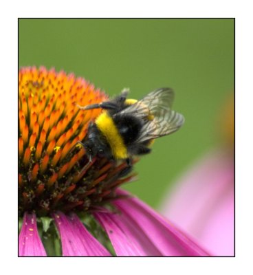 busy bee