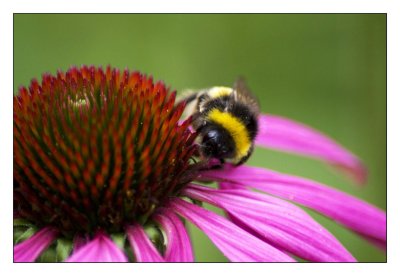 busy bee 2