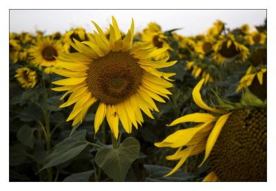 sun flower