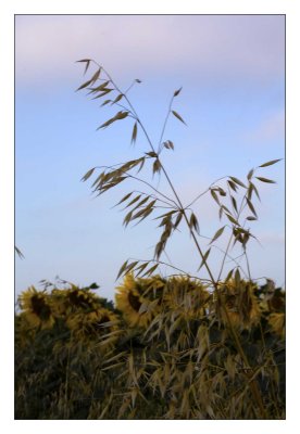 sungrasses