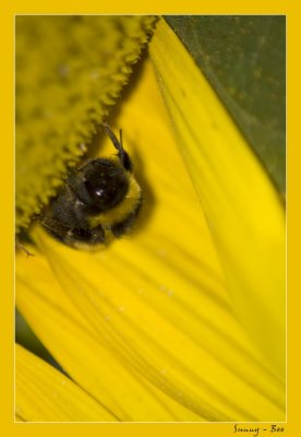 sunny bee