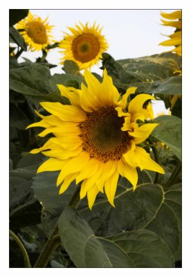 sunny three