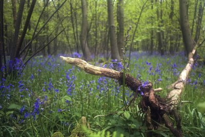 fallen tree