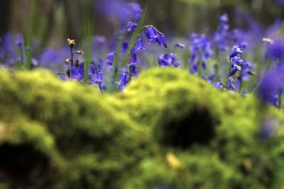 moss and bluebells