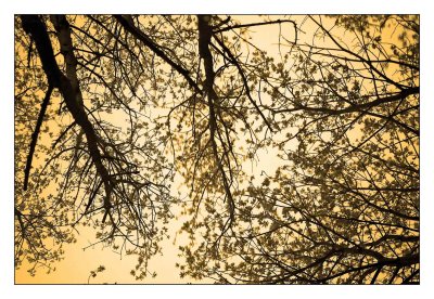 tree top