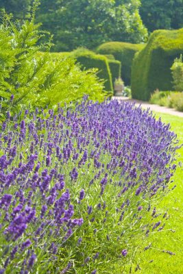 lavender