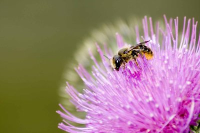 thistle bee