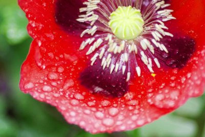 poppy raindrops