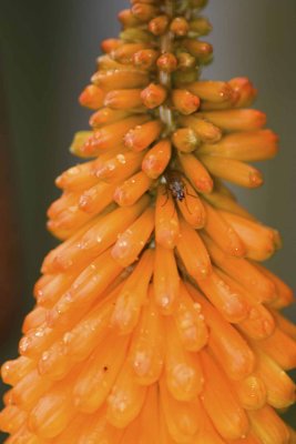 red hot poker with fly