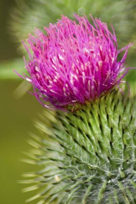 thistle head