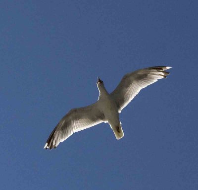 flight