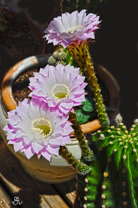 Purple Cacti Flowers.