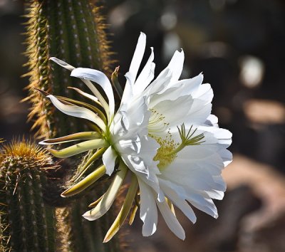 First Trichocereous Bloom 