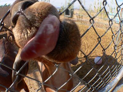 Out At The Goat Pen