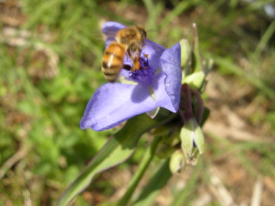 Bee working spiderwort