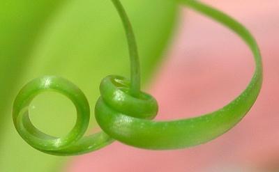 tendrils of gloriosa lily.JPG