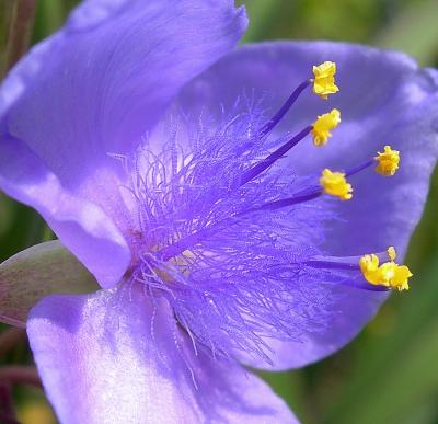 Spiderwort DSCN1108crop1.jpg