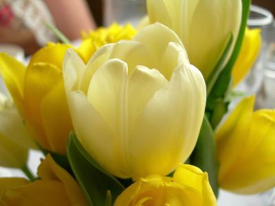 Tulips at table