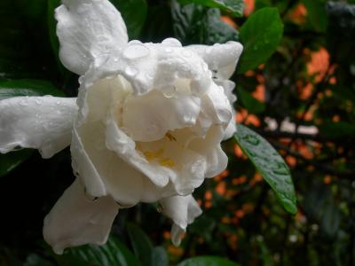 Gardenia - the wet look