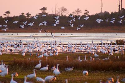 [NOVEMBER 2005] Flocks of Snow Geese begin a mass lift-off from Snow Goose Pool as the sun sets.