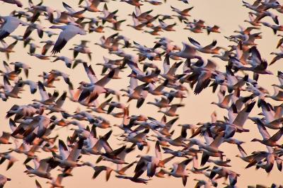 [NOVEMBER 2005] The entire population of Snow Geese settled at Snow Goose Pool lift off into the sky as the sun goes down.