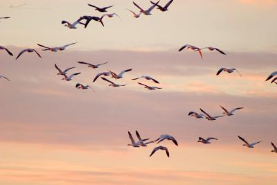 Snow Geese leave Snow Goose Pool for another part of Assateague Island.