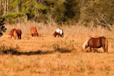 [NOVEMBER 2005] Assateague Island's indigenous wild horses graze in the Island's fields at dusk.