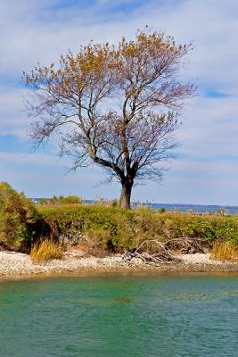 [NOVEMBER 2005] A lone tree sits on a tiny barrier island along Chincoteague's western shore.