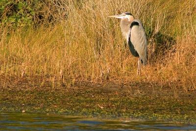 [NOVEMBER 2005] An adult Great Blue Heron stands on the shore of an Assateague freshwater pond.